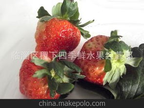 草莓供應(yīng)商與批發(fā)市場(chǎng)價(jià)格分析